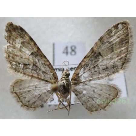 Eupithecia abbreviata Stephens, 1831 Czech48
